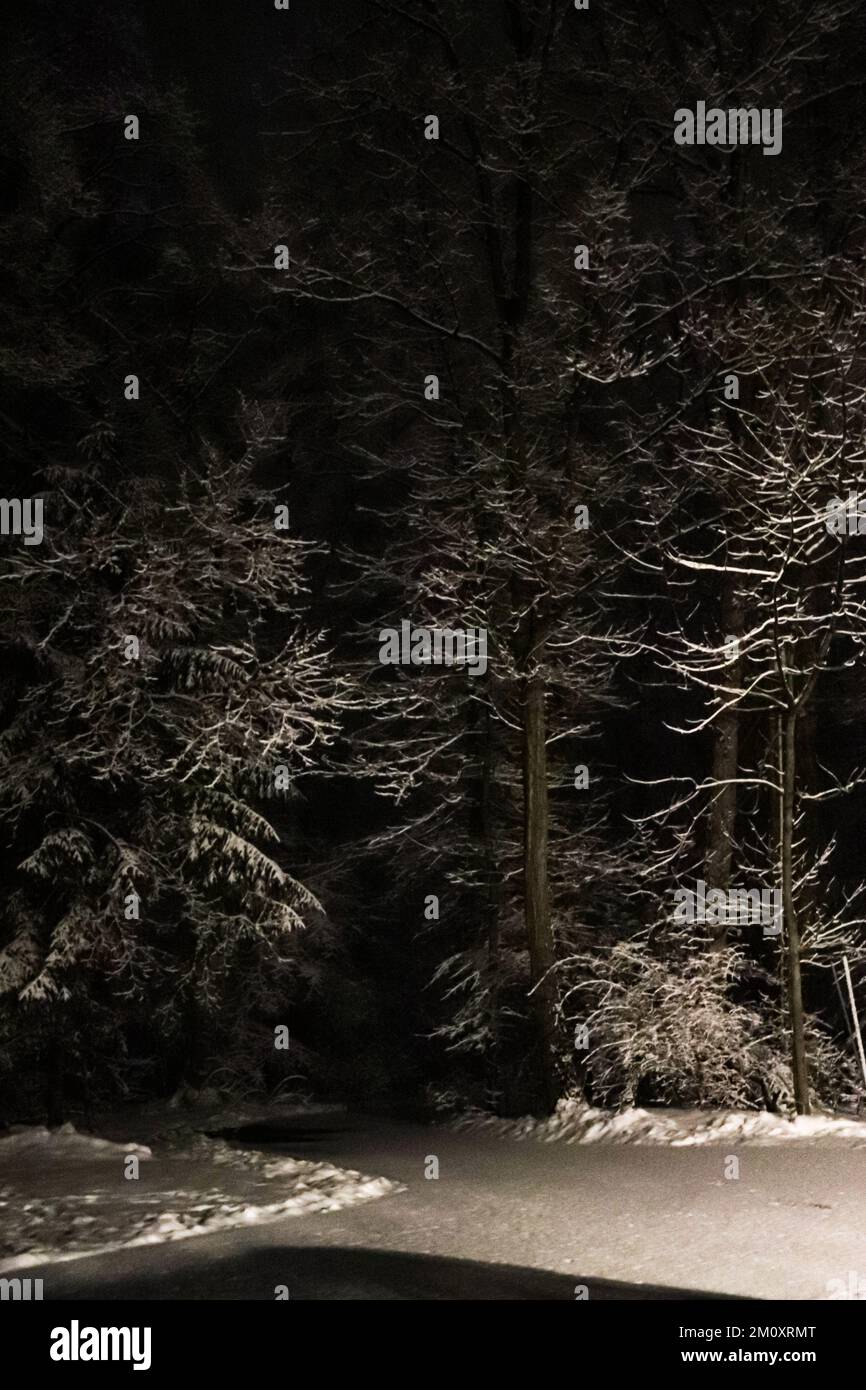 Alberi coperti di neve di notte Foto Stock