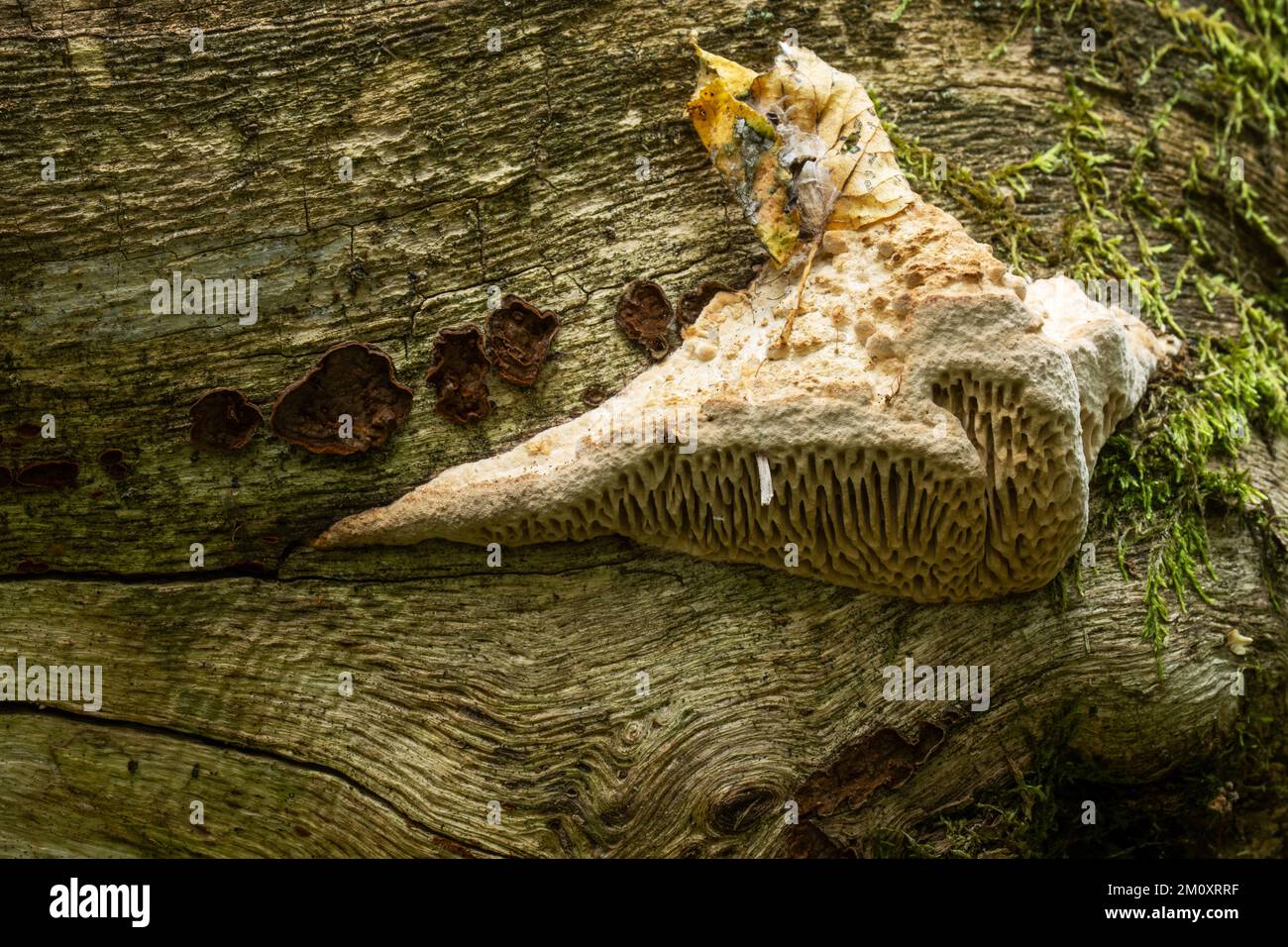 Primo piano di un grande fungo di quercia mazegill che cresce su un legno morto in una vecchia foresta in Lettonia, Europa Foto Stock