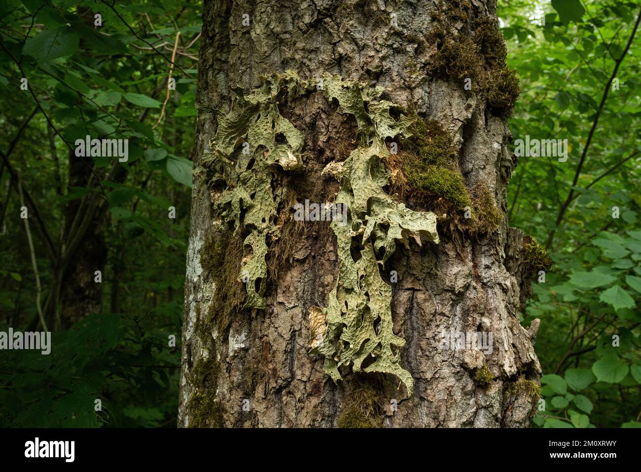 Lobaria pulmonaria cresce su un grande tronco di quercia nella foresta lettone Foto Stock