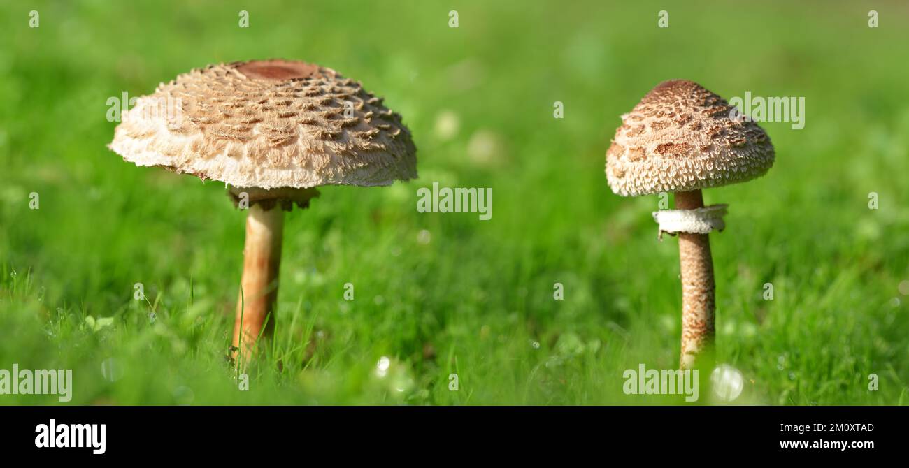 Il fungo di parasolo (Macrolepiota procera) che cresce nell'erba verde. Foto Stock