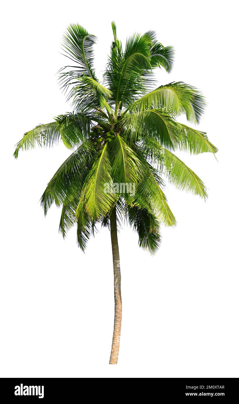 Palme da cocco isolate su sfondo bianco. Foto Stock