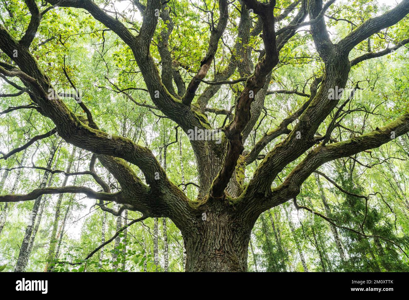 Albero baldacchino di una grande quercia comune in una foresta boreale in Lettonia, Europa Foto Stock