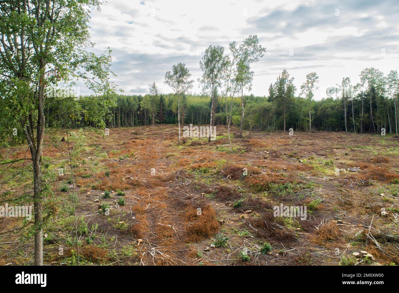 Una zona fresca e pulita con alcuni alberi rimasti in piedi nella Lettonia estiva, in Europa Foto Stock