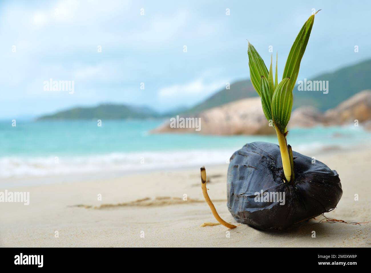 L'albero di cocco germogliò sulla spiaggia tropicale Anse Boudin, isola di Praslin, Seychelles. Foto Stock