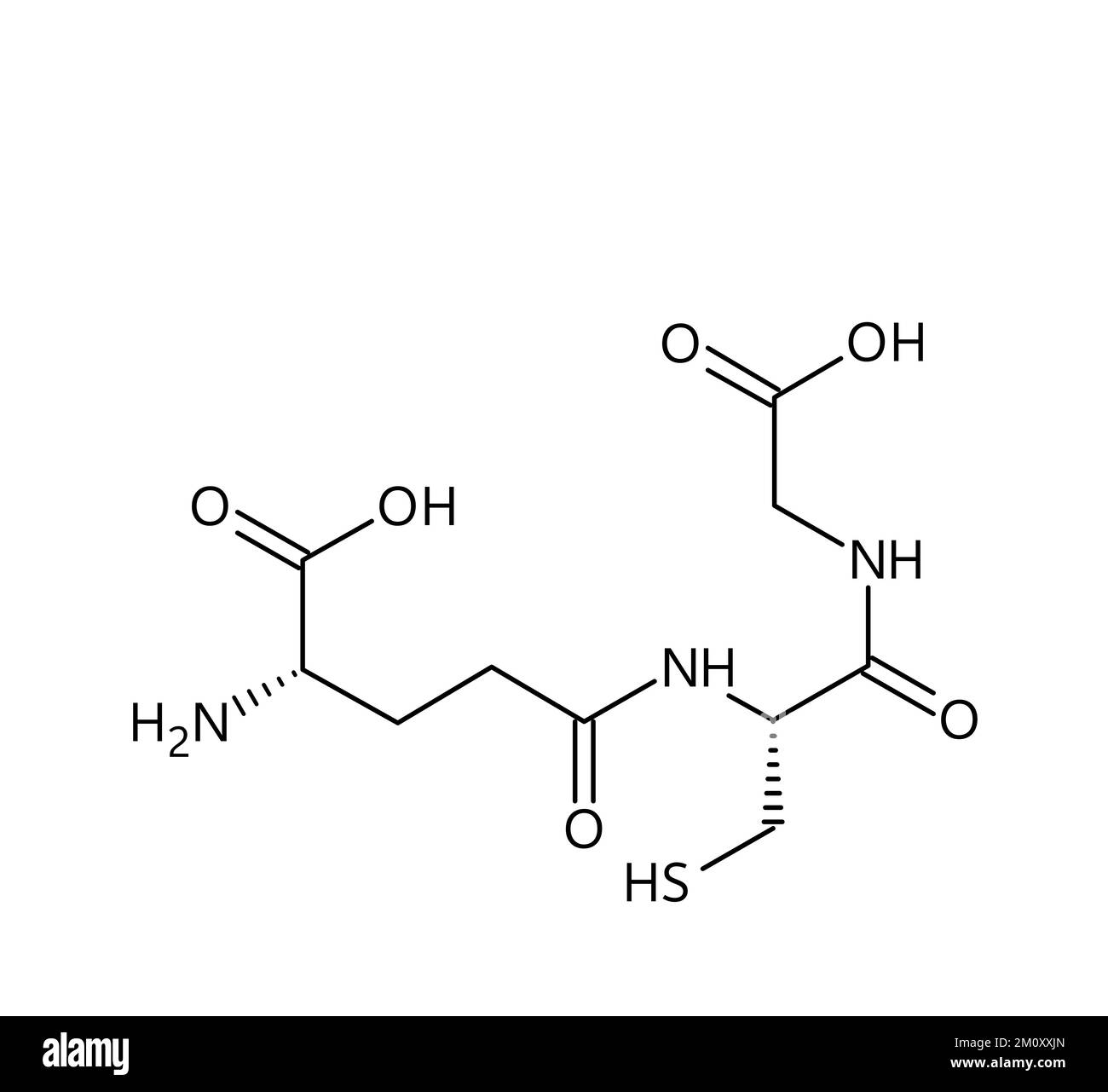 Struttura molecolare del glutatione. Il glutatione è un antiossidante in piante, animali, funghi, batteri e arcaea. Formula strutturale vettoriale del composto chimico con legami rossi e etichette di atomi neri. Illustrazione Vettoriale