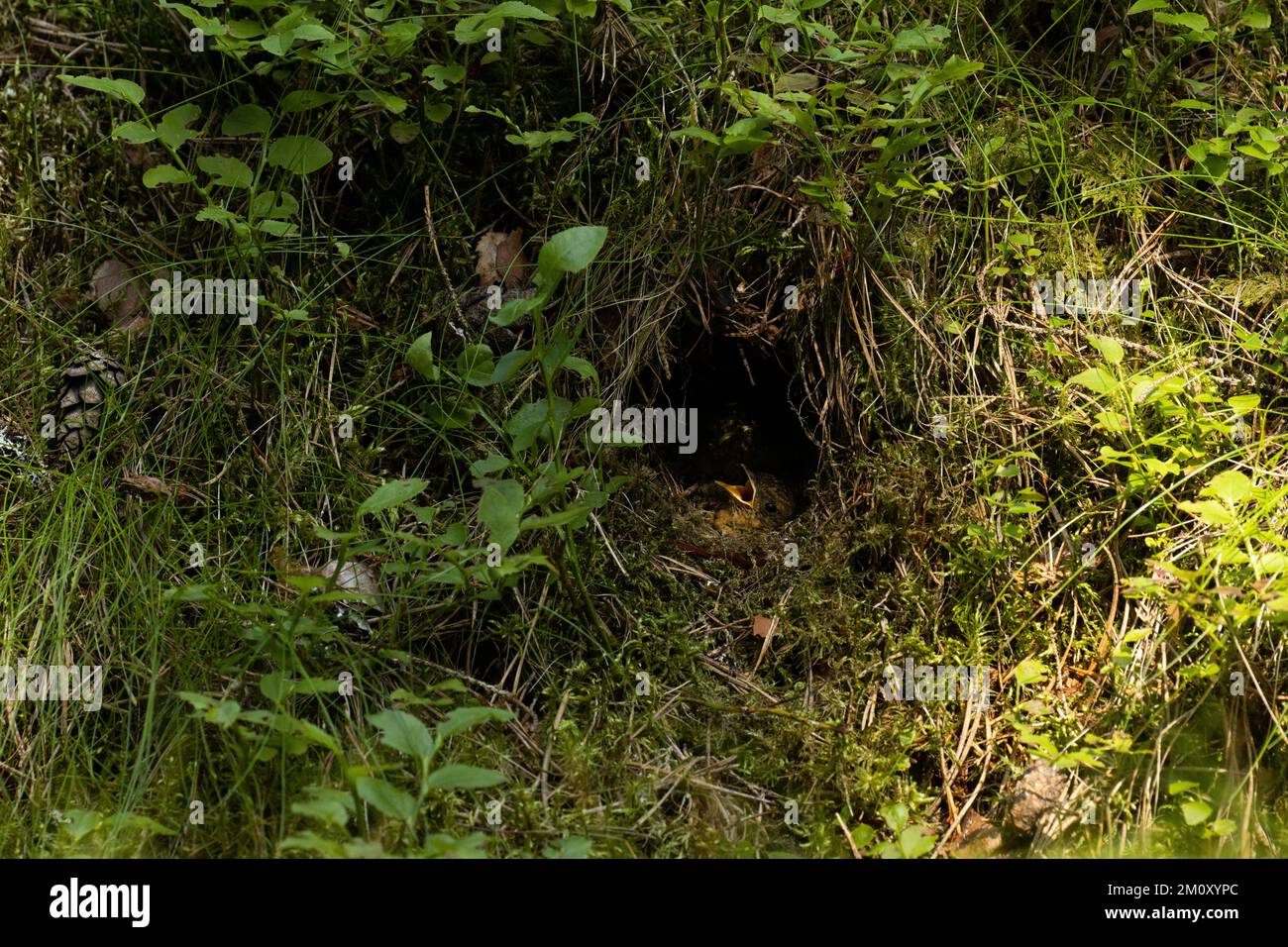 Un piccolo pulcino Robin in attesa di cibo in un nido durante una serata estiva nella foresta estone Foto Stock