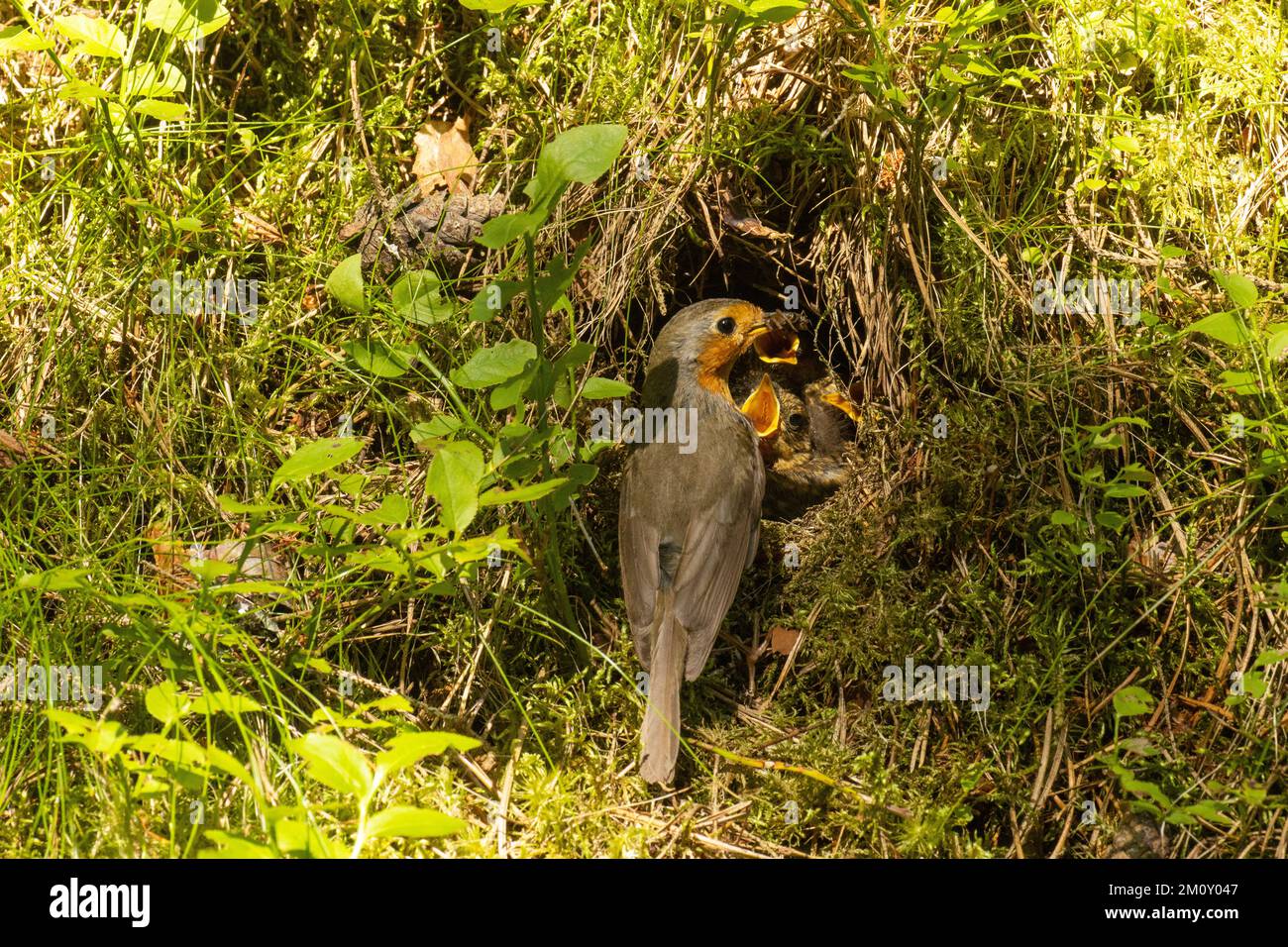 Il robin europeo alimenta i pulcini in un nido ben nascosto sul pavimento della foresta in tarda serata in Estonia Foto Stock