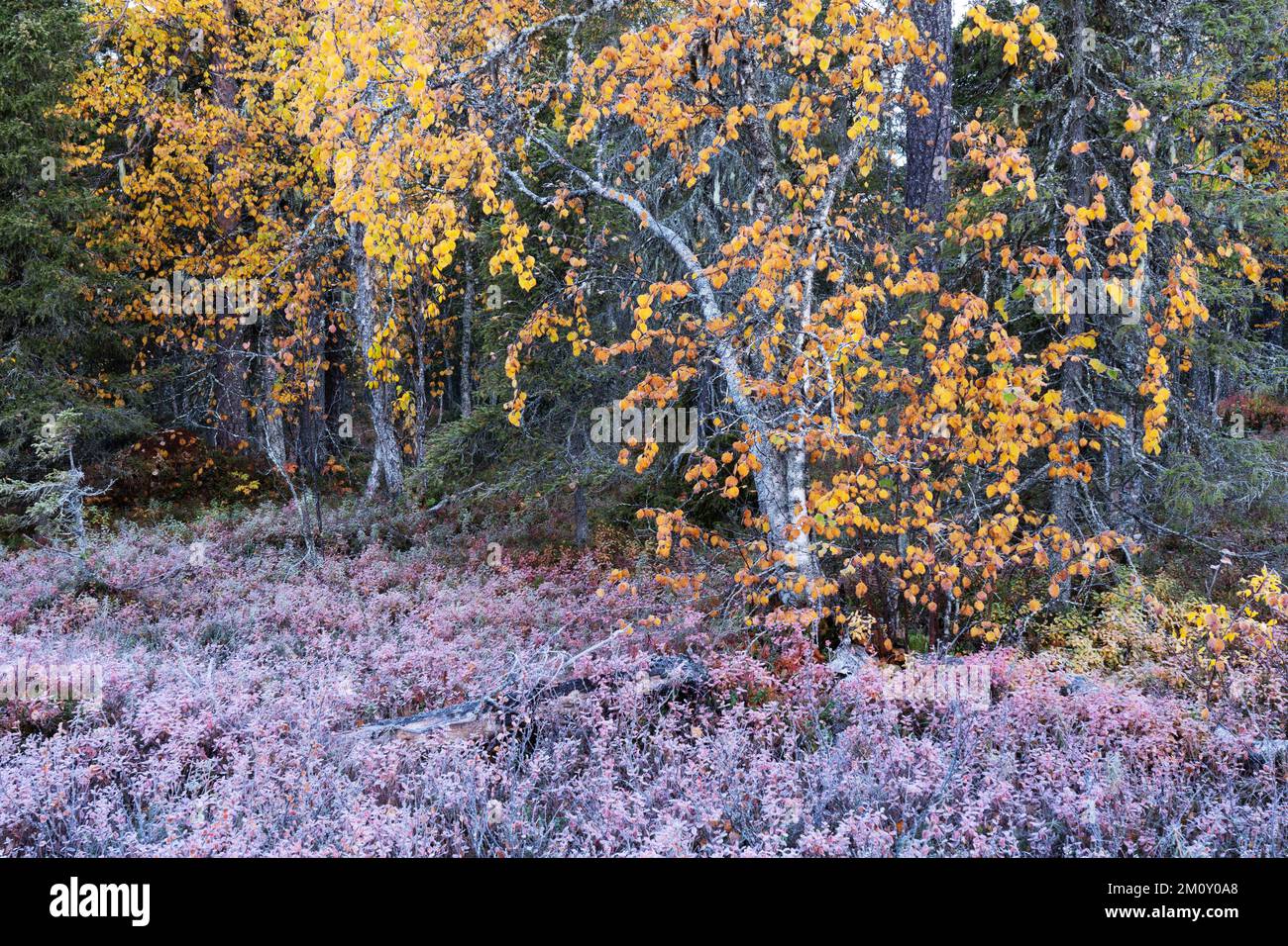 Una croccante e fredda mattinata autunnale in una foresta nel Parco Nazionale di Salla, Finlandia settentrionale Foto Stock