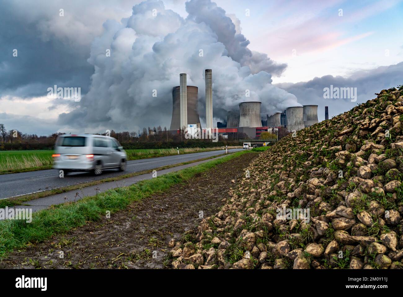 Affitto di barbabietole da zucchero presso la centrale elettrica alimentata a lignite, RWE Power AG Niederaussem, nei pressi di Bergheim, NRW, NRW, Germania, Foto Stock