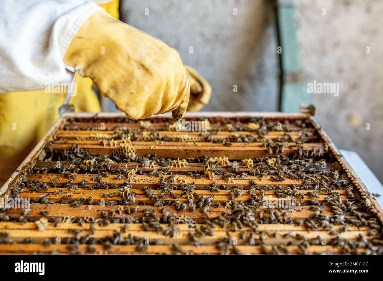 Apicoltore che lavora per raccogliere il miele, contadino che guarda in alveare api, Beekeeping Concept Foto Stock
