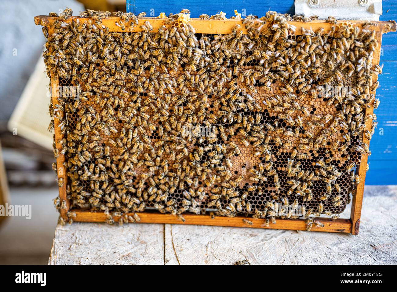 immagine di un nido d'ape pieno di api da lavoro e di nuove api che producono miele e mangimi, apicoltura concetto Foto Stock