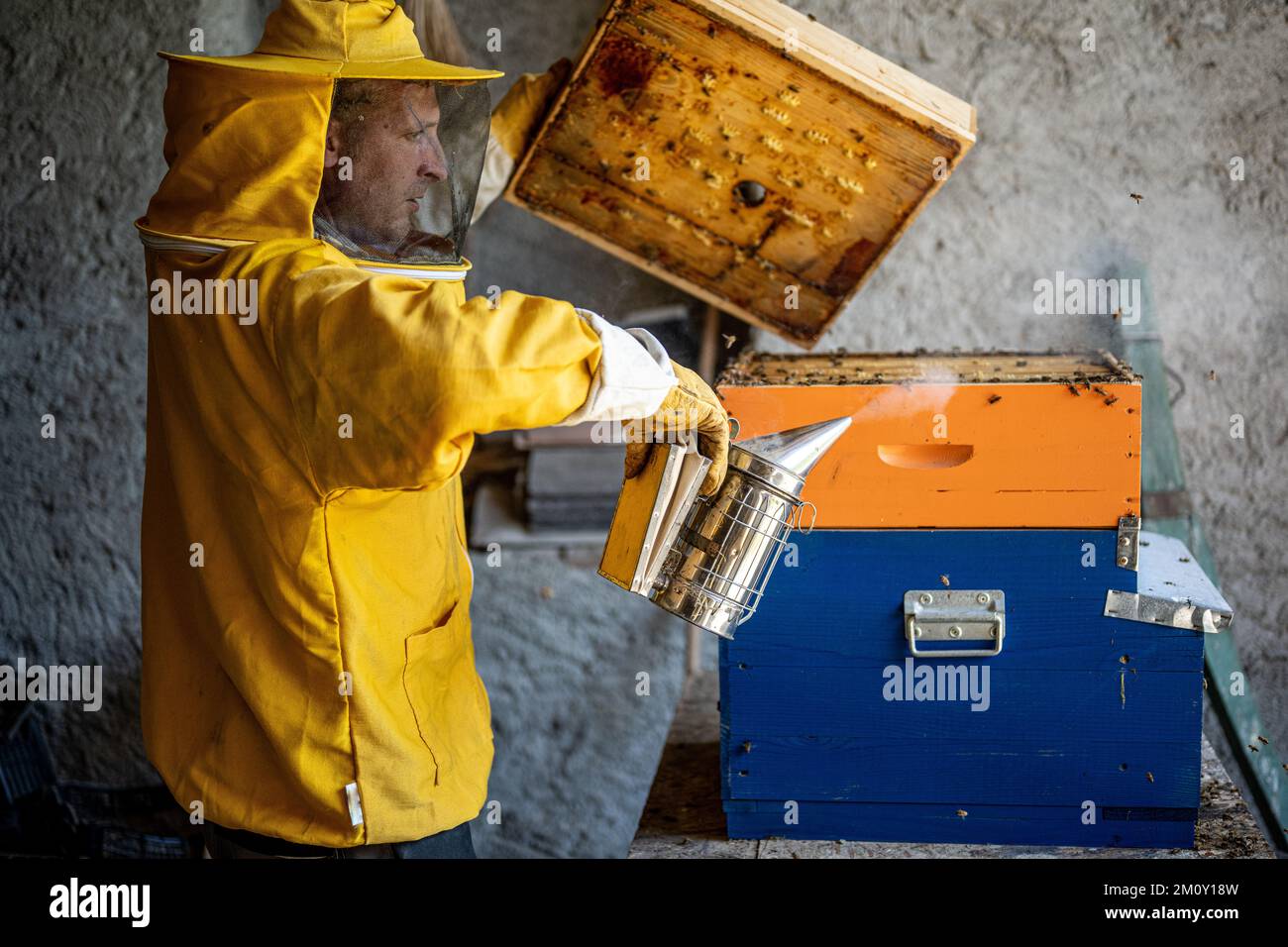 Apicoltore che lavora per raccogliere il miele, contadino che guarda nell'alveare e produce fumo con un fumatore, Beekeeping Concept Foto Stock