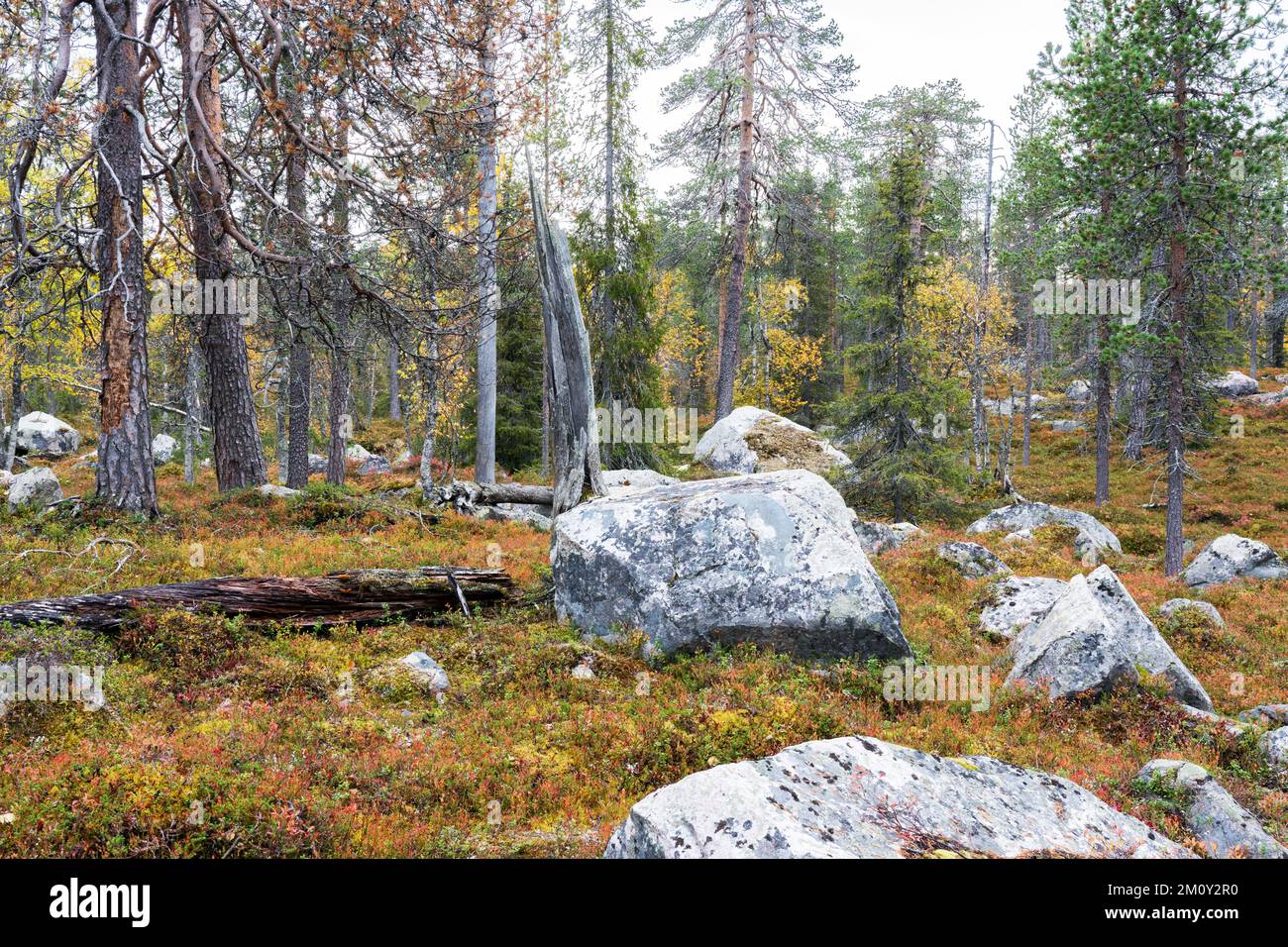 Una vecchia foresta autunnale con grandi rocce nel Parco Nazionale di Salla, Finlandia settentrionale Foto Stock
