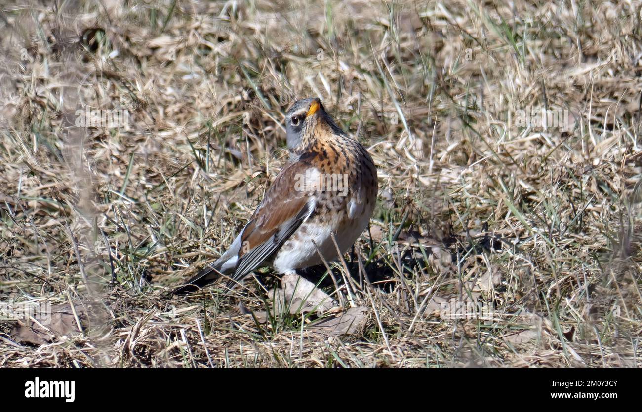 Uno sguardo fiero all'uccello. Campo. Foto Stock