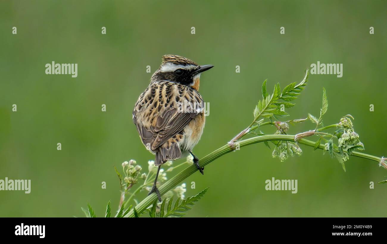 Un piccolo uccello. Il whinchat, su una pianta, su uno sfondo verde. Foto Stock