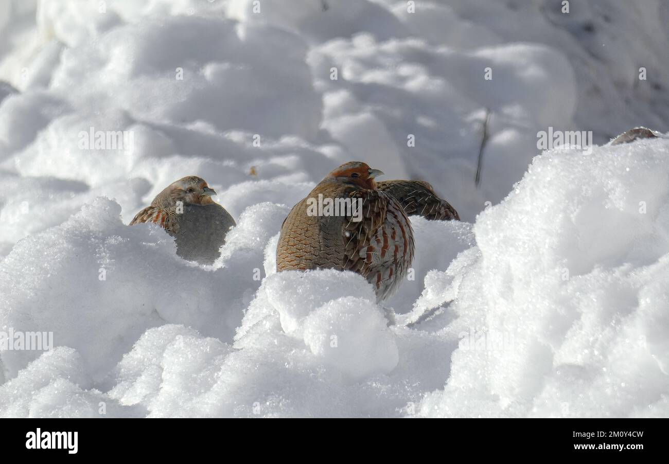 Pernice grigio vita quotidiana in inverno. L'eterna ricerca di cibo. Tempo duro con molta neve Foto Stock