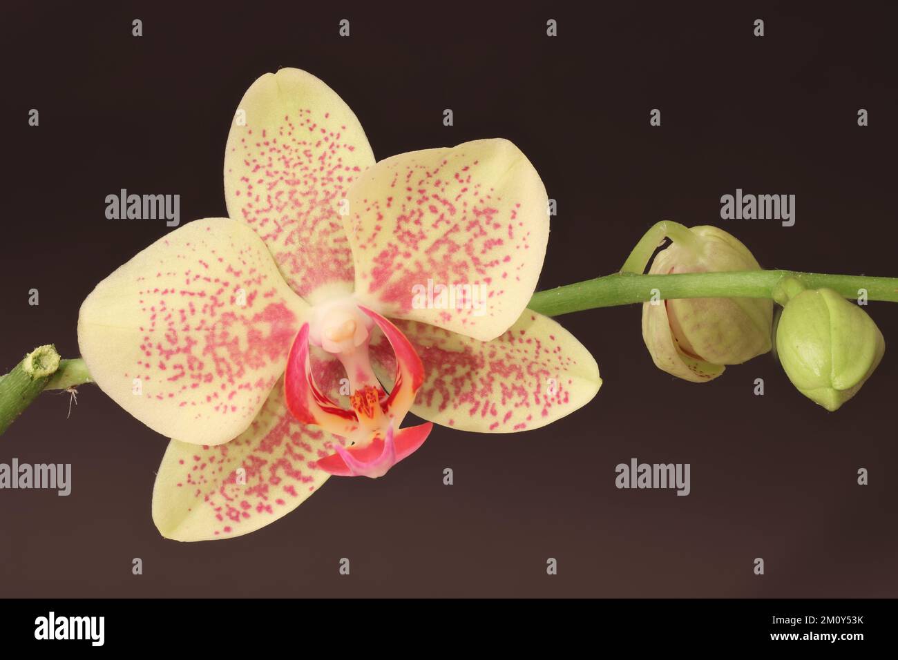 Phalaenopsis fiore orchidea e germogli Foto Stock