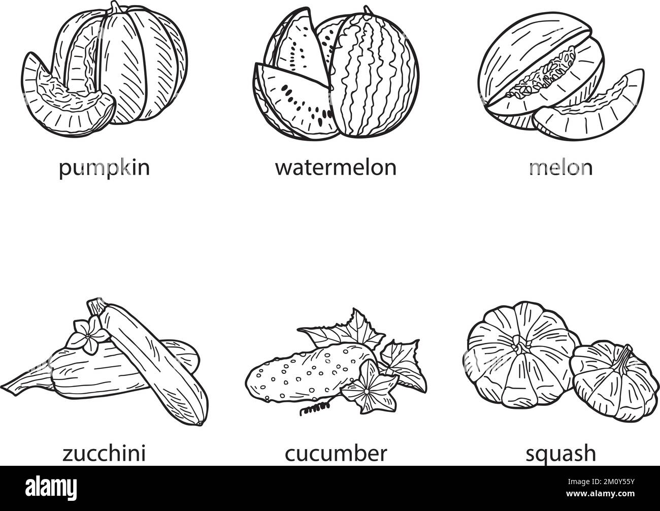 Gruppo di zucche su sfondo bianco. Illustrazione vettoriale disegnata a mano. Illustrazione Vettoriale