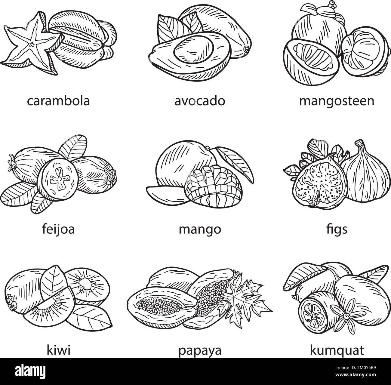 Set vettoriale di frutti esotici disegnati a mano su sfondo bianco Illustrazione Vettoriale