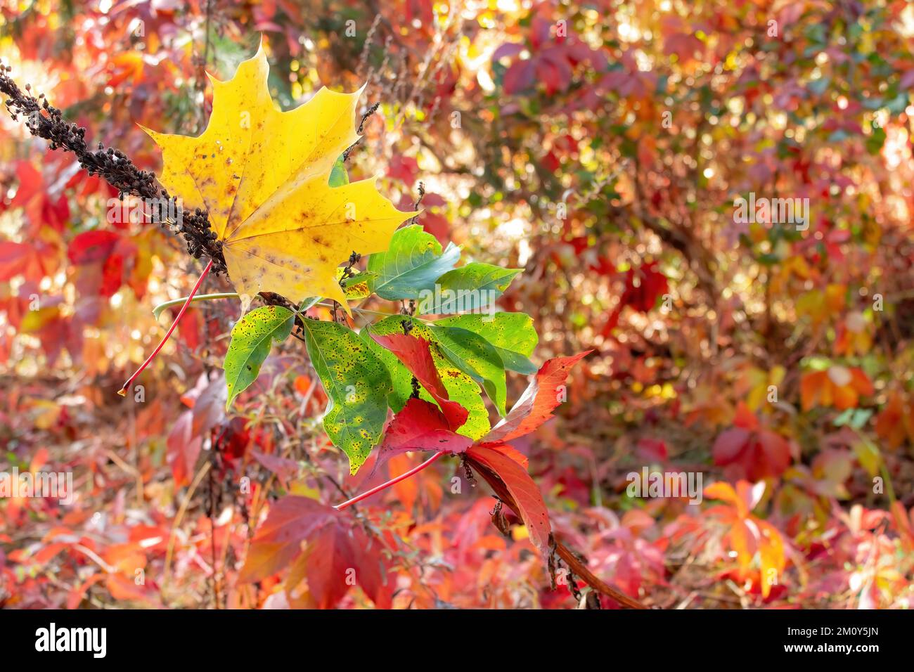 Foglie rosse verdi gialle, scricchiolanti autunnali su sfondo rosso. Colori della bandiera lituana. Foto Stock