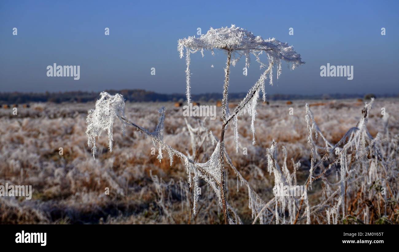 Il primo gelo autunnale, gelo adornato il terreno. Foto Stock