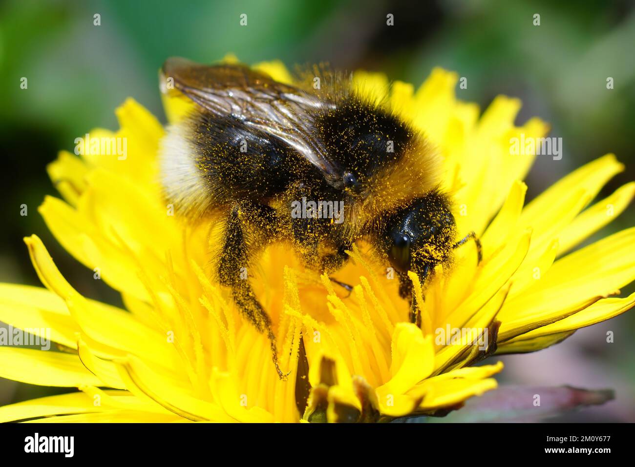 Primo piano naturale su un grande bumblebee terrestre, Bombus terrestris su un dente di leone giallo, fiore di Taraxacum officinale Foto Stock