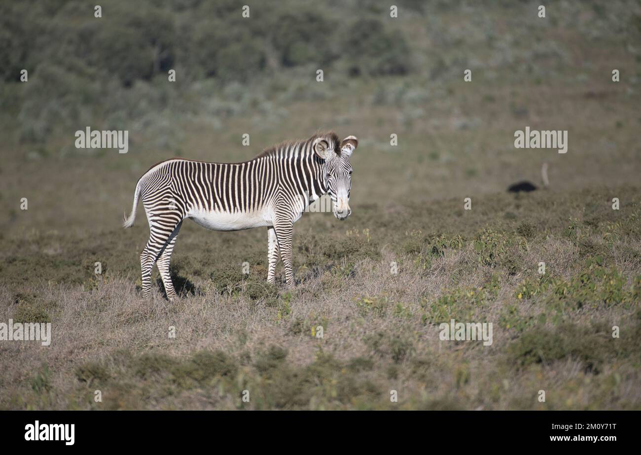 Di Grevy zebra (Equus grevyi) Foto Stock