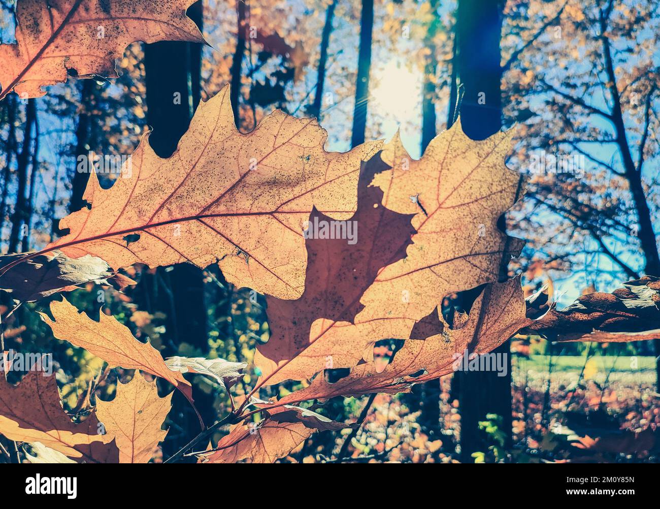 Belle foglie di quercia marrone nella foresta il giorno di autunno soleggiato. Sole luminoso e cielo blu. Grandi foglie autunnali di primo piano e raggi di sole. Stagione autunnale. Sfondo naturale Foto Stock