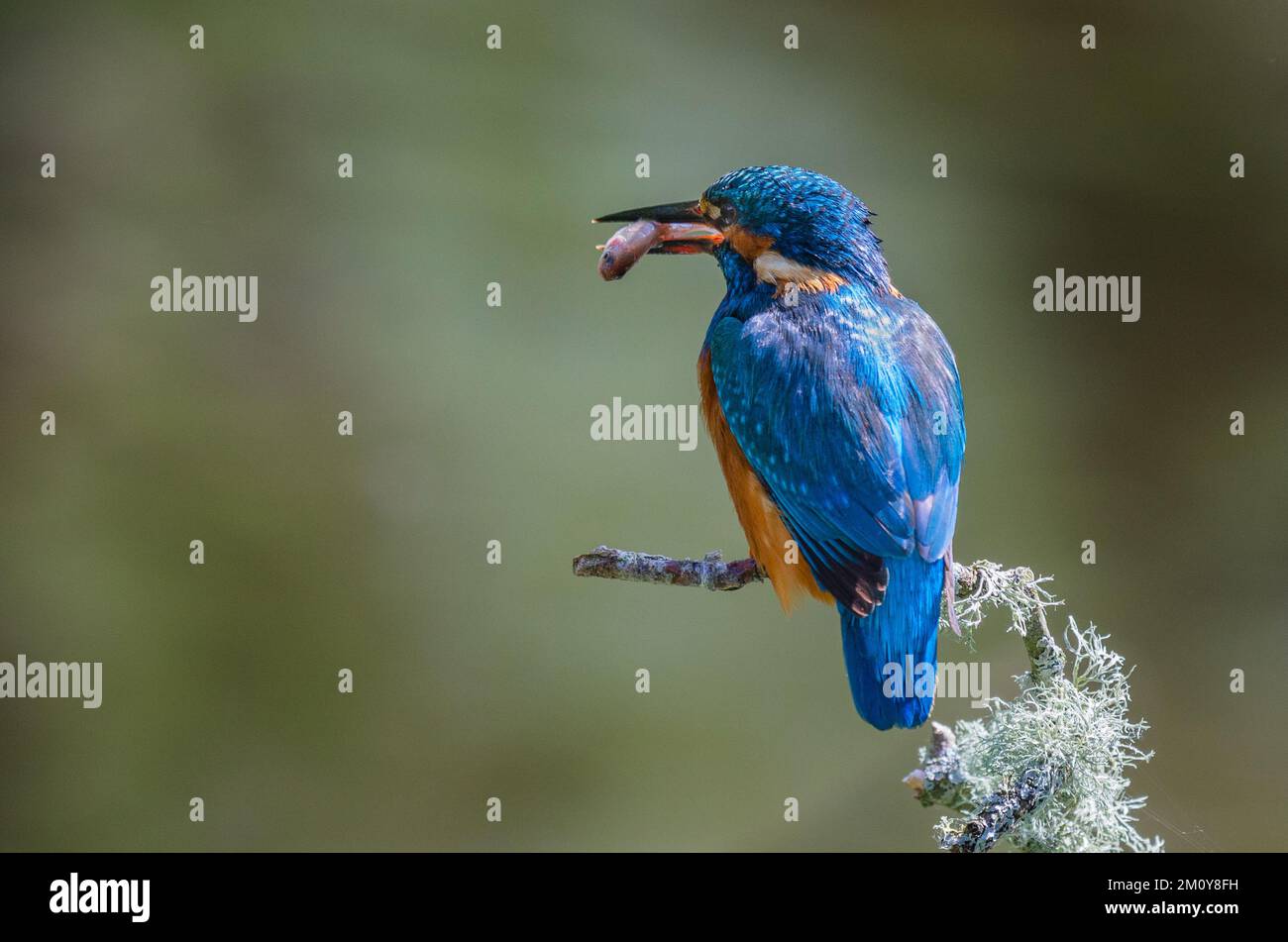 Un Martin pescatore maschio è appollaiato su un ramo con un pesce nel suo becco. La vista è da dietro e mostra le sue bellissime piume blu sulla schiena contro un Foto Stock