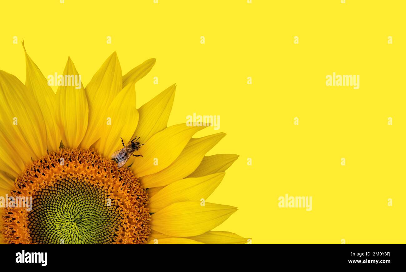 Girasole corto con un'ape, minimalismo, sfondo giallo, spazio copia, orizzontale, immagini grandi Foto Stock