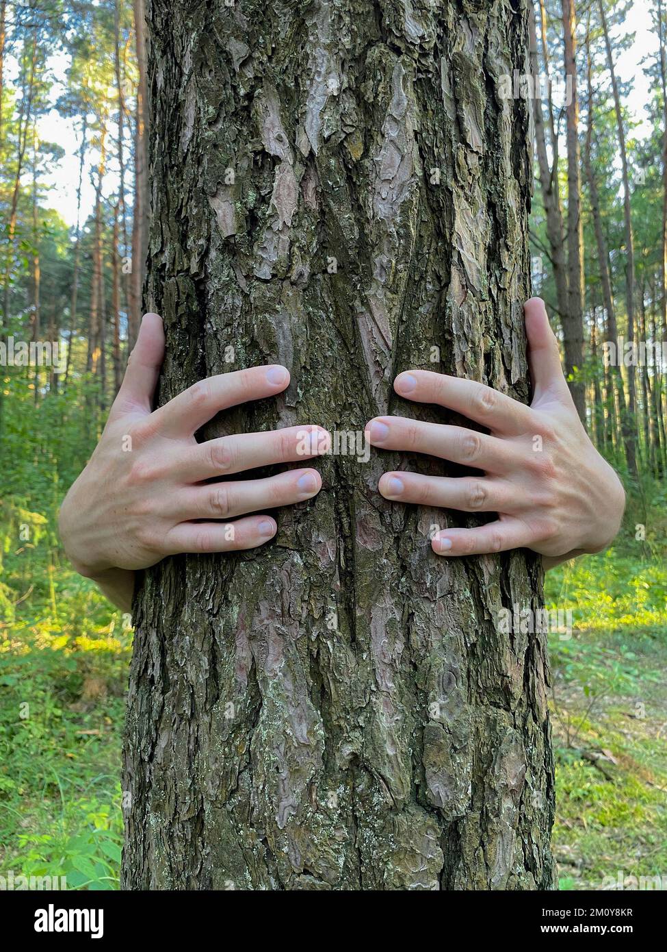 Le braccia di qualcuno intorno al tronco di un albero, fuoco selettivo. Concetto di amore per la natura Foto Stock