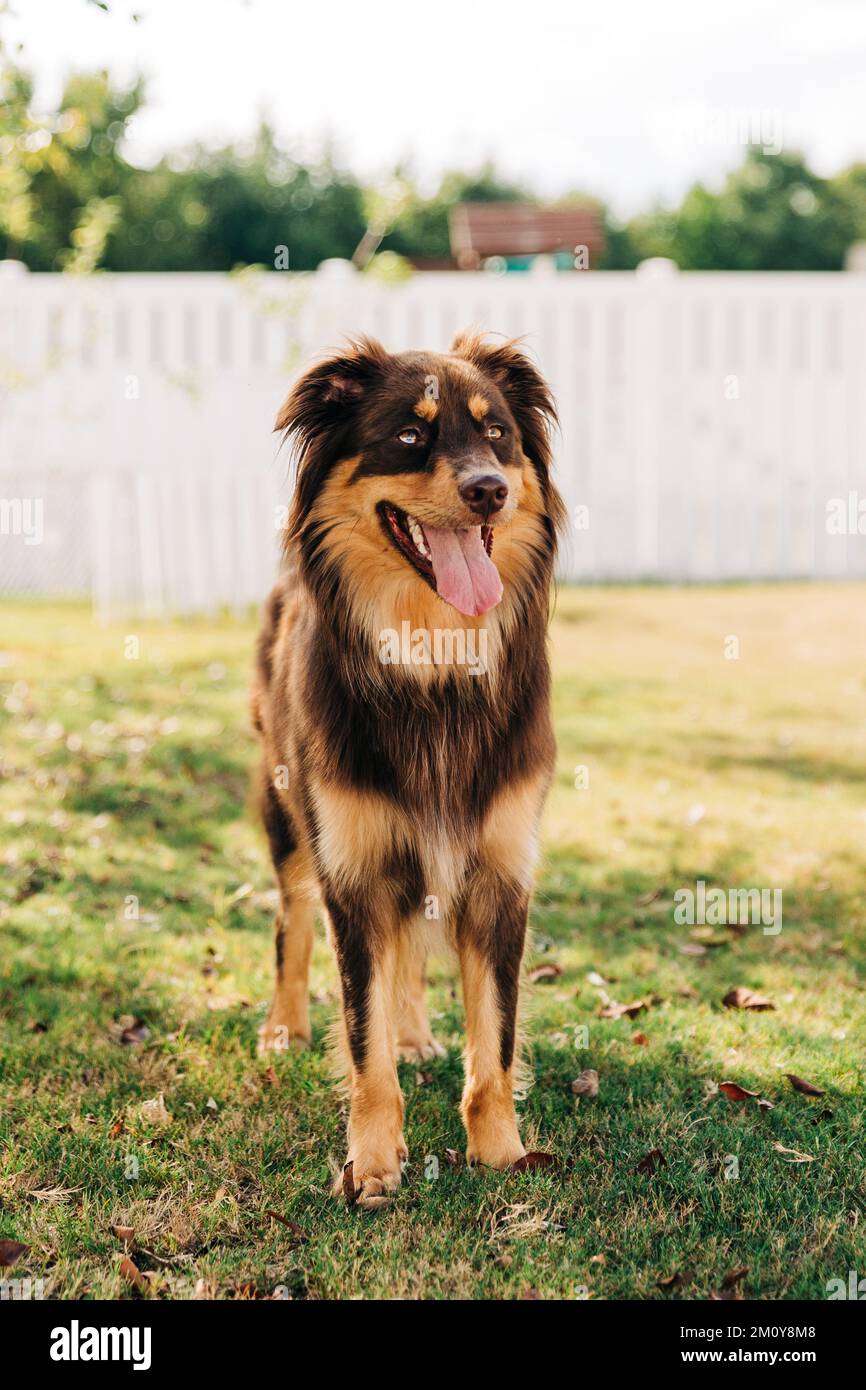 Australian Shepherd si alza con la lingua fuori a Charlotte, NC cortile Foto Stock