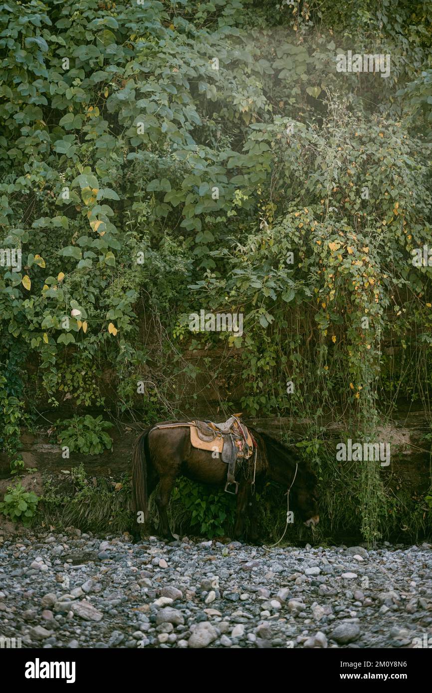 Mule mangiare in natura, Sinaloa Messico Foto Stock