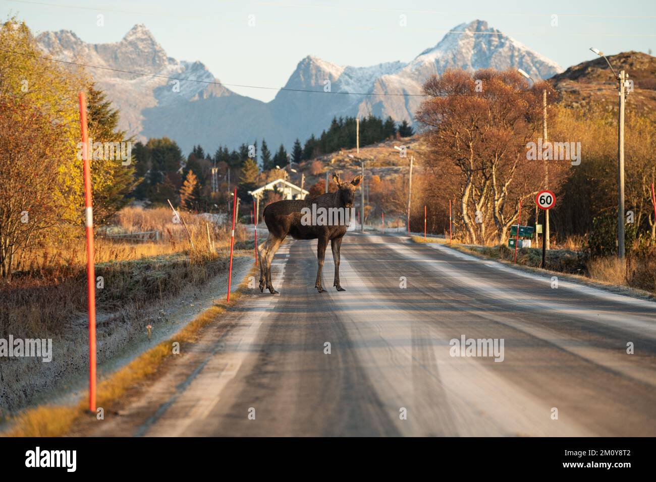 Moose attraversando la strada ghiacciata vicino a Ballstad, Isole Lofoten, Norvegia Foto Stock