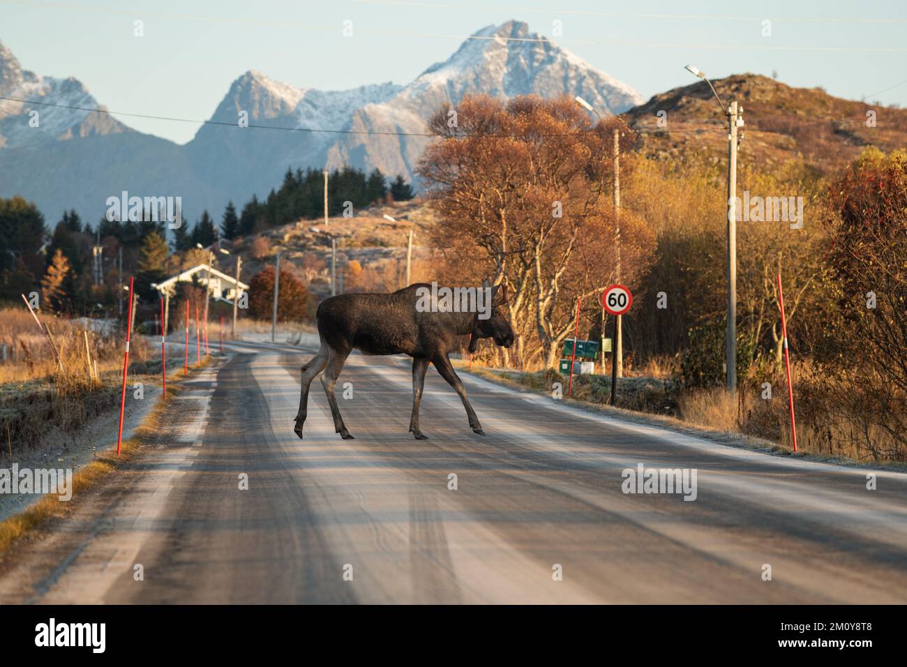 Moose attraversando la strada ghiacciata vicino a Ballstad, Isole Lofoten, Norvegia Foto Stock