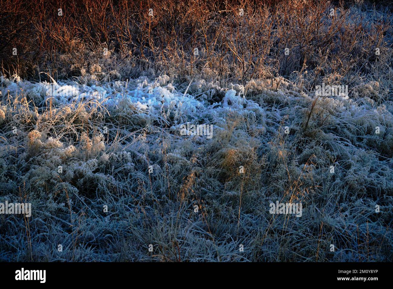 Brekkuskógur, Brúará, scene forestali nel mese di dicembre showin gelo e alberi di ghiaccio nel sole basso di metà inverno Foto Stock
