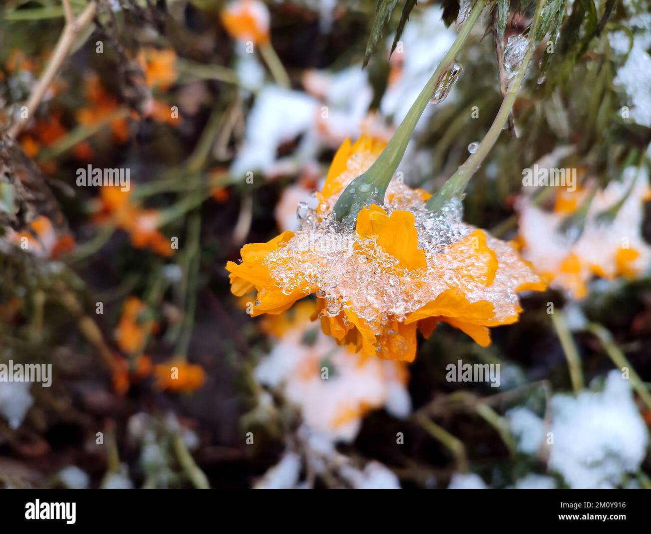 Fiori ghiaccio coperto di neve primo piano. Fiori giallo-arancio brillante Chernobrivtsy e erba coperta di ghiaccio e neve in una giornata invernale. Inverno, vineria, freddo, ghiaccio, ghiaccio, congelato gelido. Sfondo naturale Foto Stock