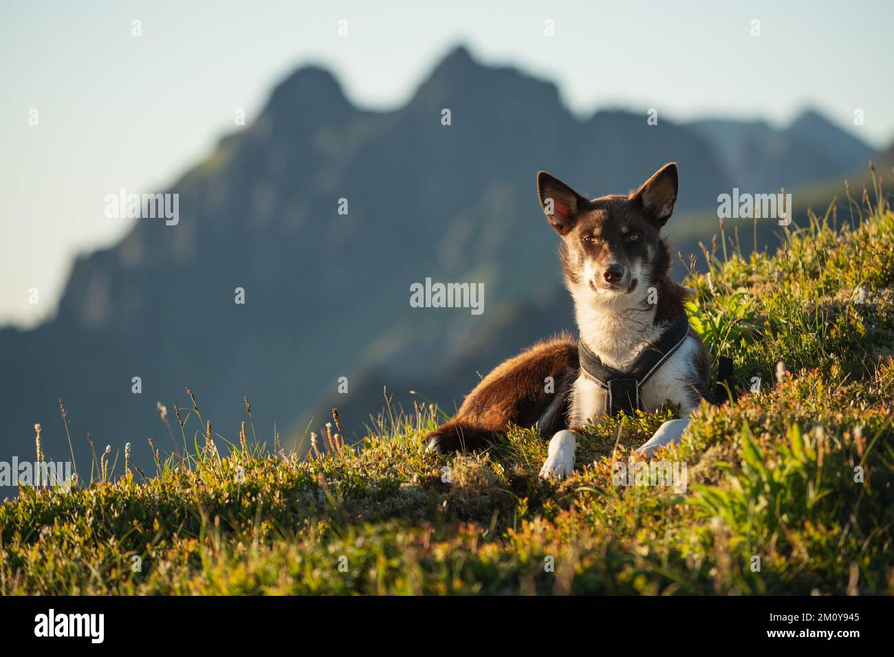 Giovane cane da Husky seduto nel paesaggio di montagna, Isole Lofoten, Norvegia Foto Stock