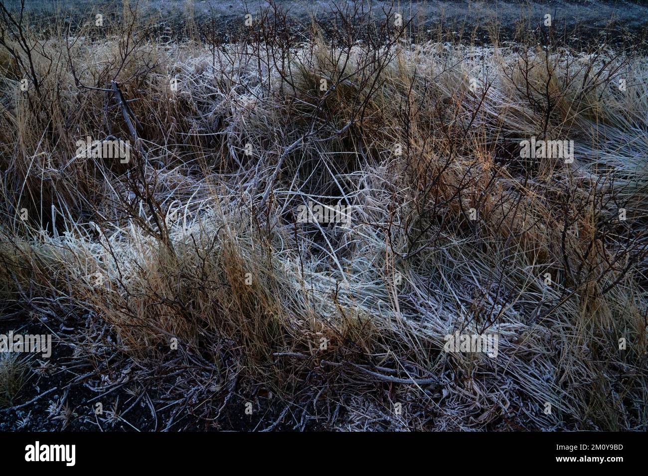 Brekkuskógur, Brúará, scene forestali nel mese di dicembre showin gelo e alberi di ghiaccio nel sole basso di metà inverno Foto Stock