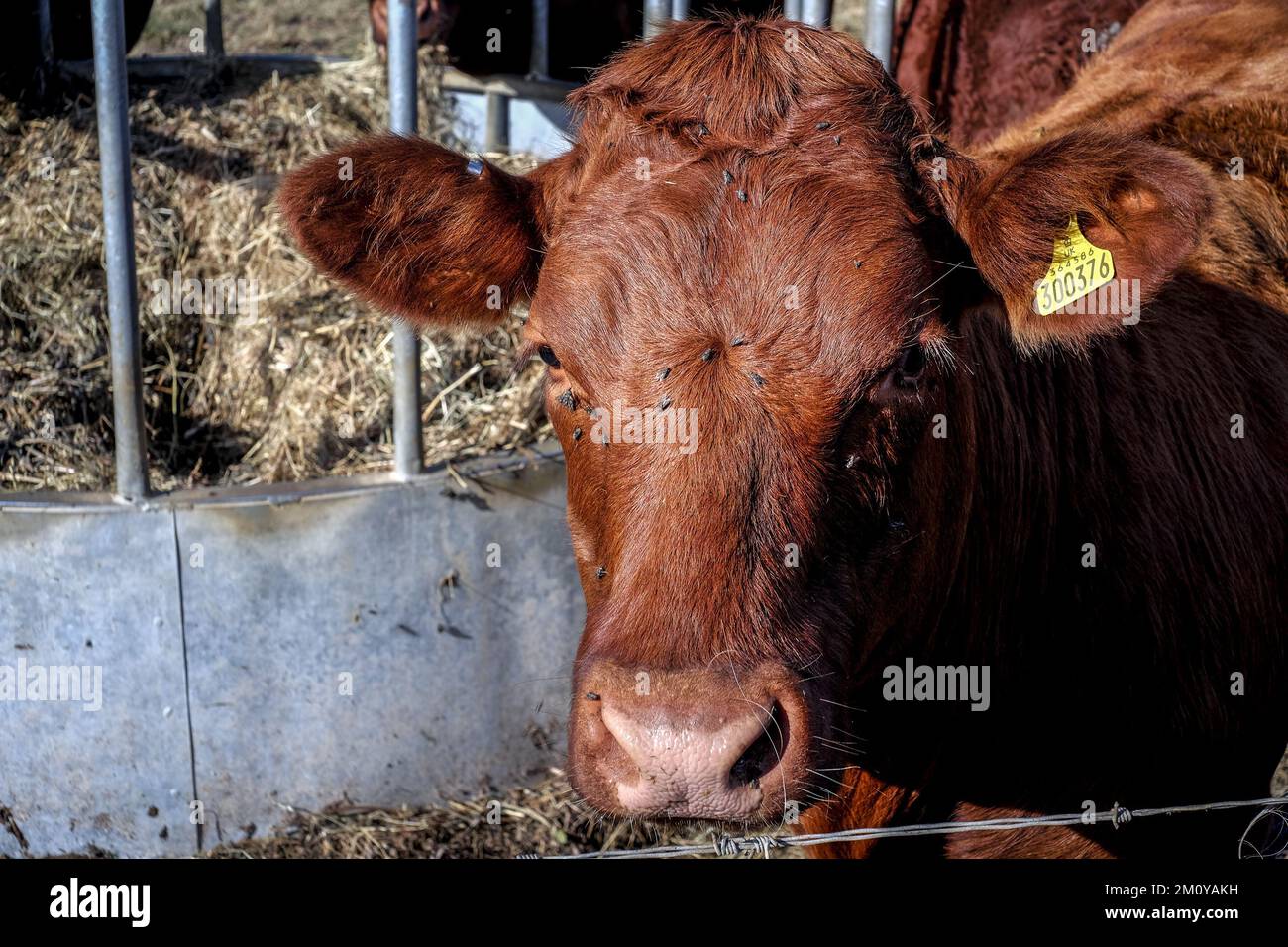 Una vacca di rubino devon in una stazione di alimentazione in un ranch Foto Stock