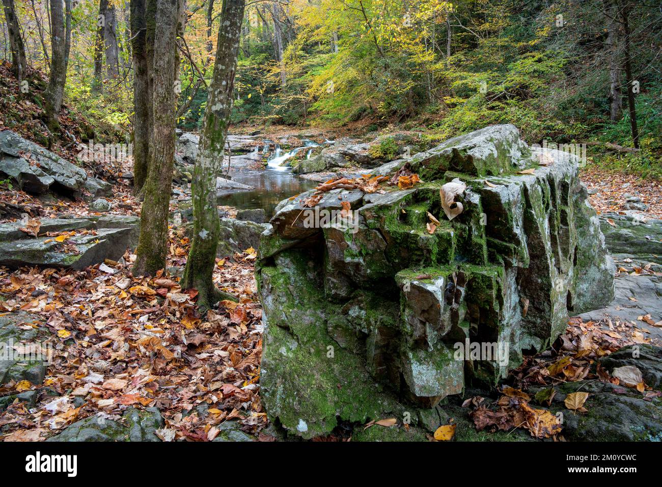 Grande masso, Laurel Creek, Great Smoky Mountains National Park, TN, USA, Fall, di Dominique Braud/Dembinsky Photo Assoc Foto Stock