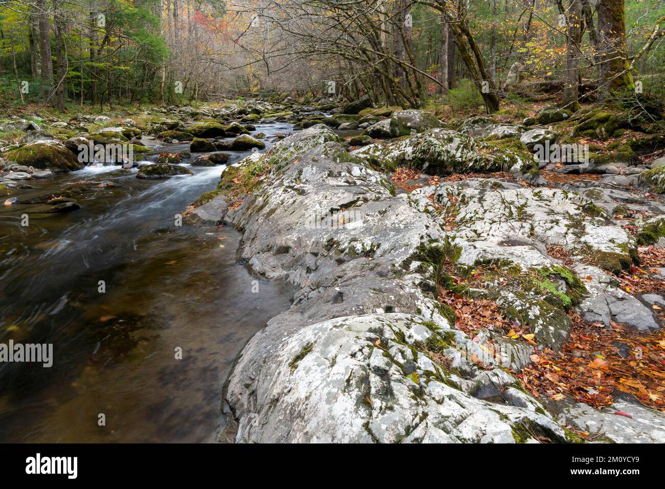 Rapide, boulder mossi, Middle prong Little River, Autunno, Great Smoky Mountains NP, TN, USA, di Dominique Braud/Dembinsky Photo Assoc Foto Stock