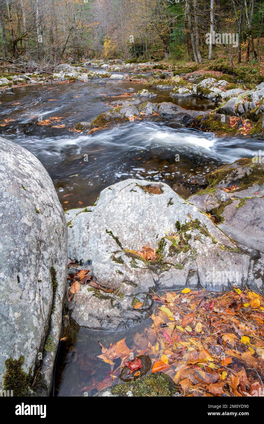 Rapide, Middle prong Little River, Autunno, Great Smoky Mountains NP, TN, USA, di Dominique Braud/Dembinsky Photo Assoc Foto Stock