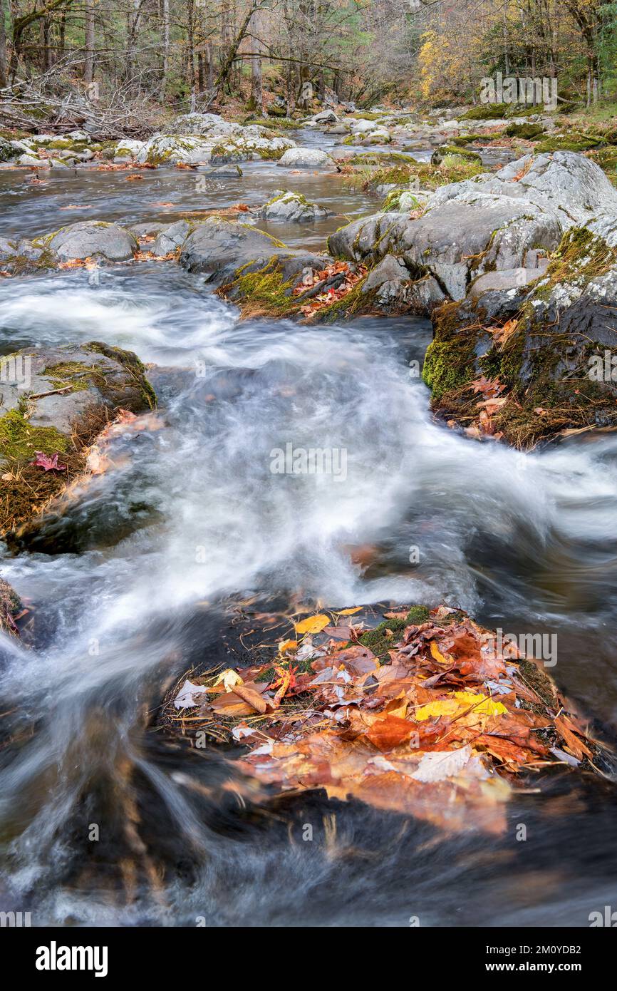 Rapide, Middle prong Little River, Autunno, Great Smoky Mountains NP, TN, USA, di Dominique Braud/Dembinsky Photo Assoc Foto Stock
