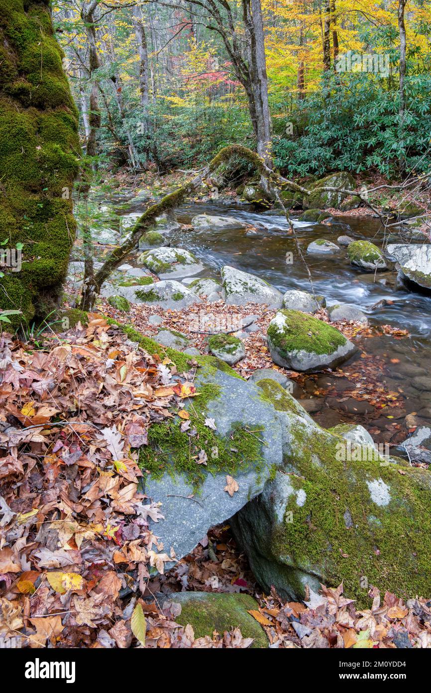 Rapide, Middle prong Little River, Autunno, Great Smoky Mountains NP, TN, USA, di Dominique Braud/Dembinsky Photo Assoc Foto Stock
