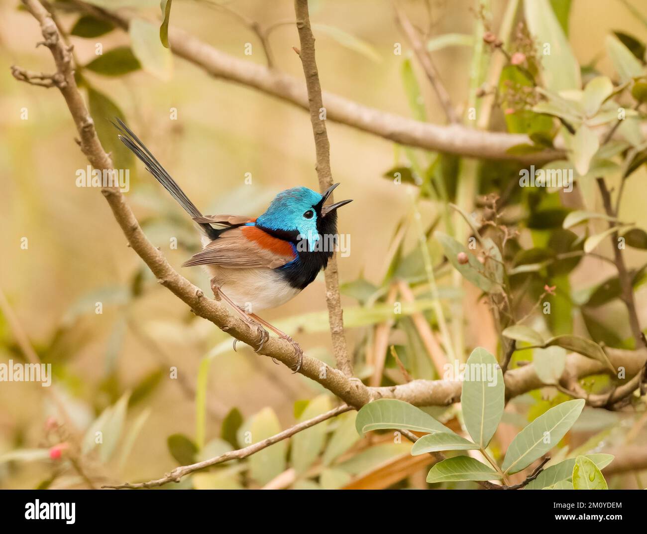 Un variegato wren da fata (Malurus lamberti) un uccello molto colorato in mezzo all'arbusto in Australia. Foto Stock