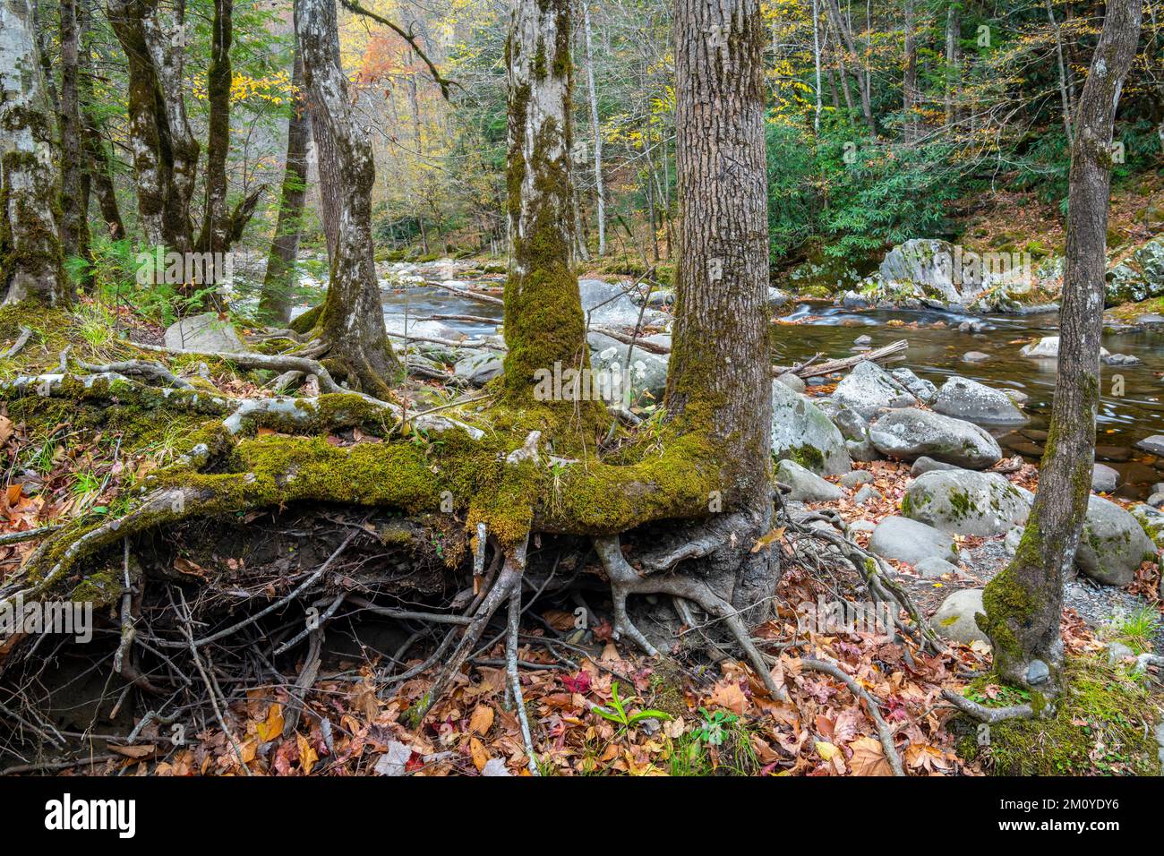 Riva del fiume erosa, Medio fiume piccolo, caduta, Great Smoky Mountains NP, TN, USA, di Dominique Braud/Dembinsky Photo Assoc Foto Stock
