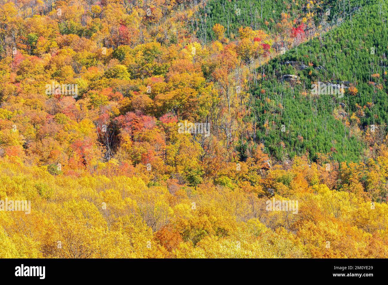 Colori autunnali nelle Great Smoky Mountains NP, TN, USA, fine ottobre, di Dominique Braud/Dembinsky Photo Assoc Foto Stock