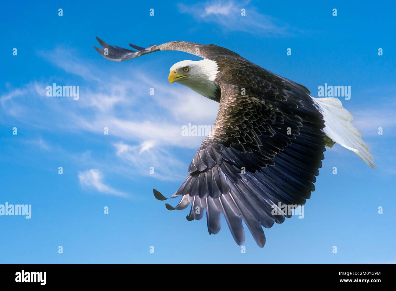 Nord America; Stati Uniti; Alaska; Penisola dell'Alaska; Estate; Fauna selvatica; Uccelli; Predator; Aquila Bald; Haliaeetus leucocephalus. Foto Stock