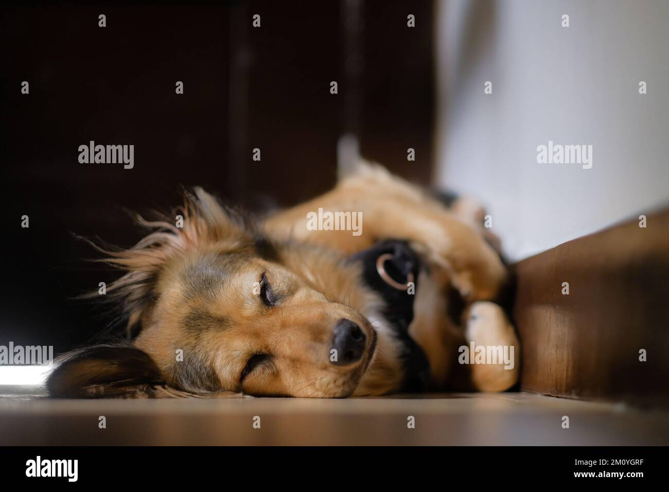 Primo piano del multicolore tedesco Shepherd misto cane addormentato in casa, sul pavimento, zampe e gambe arricciate, in un angolo. Adorabile animale domestico che dorme tranquillamente. Foto Stock